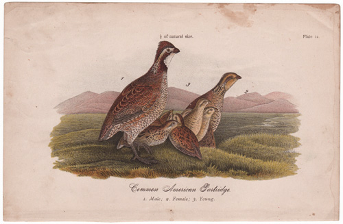 Common American Partridge